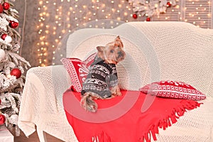 Yorkshire terrier new year