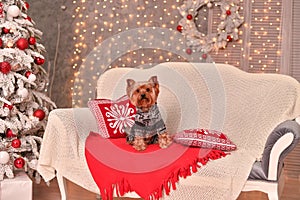 Yorkshire terrier new year