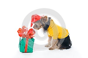 Yorkshire terrier in a New Year's hat