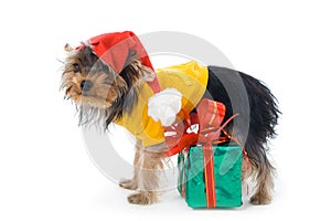 Yorkshire terrier in a New Year's hat