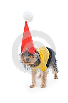 Yorkshire terrier in a New Year's hat