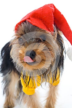 Yorkshire terrier in a New Year's hat