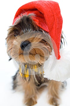 Yorkshire terrier in a New Year's hat