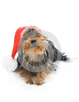 Yorkshire terrier in a New Year's hat