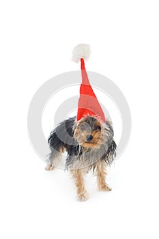 Yorkshire terrier in a New Year's hat