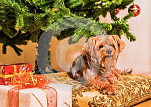 Yorkshire Terrier in new year`s interior