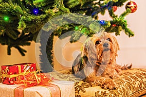 Yorkshire Terrier in new year`s interior