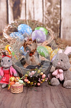 Yorkshire terrier Niki, easter bunny is really.. photo