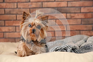 Yorkshire terrier on pet bed against brick wall, space for text.