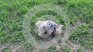 A Yorkshire Terrier pisses while walking on the grass.