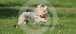 Yorkshire terrier running on the grass