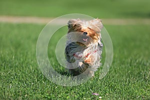 Yorkshire terrier playing on the grass