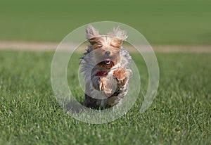Yorkshire terrier running on the grass