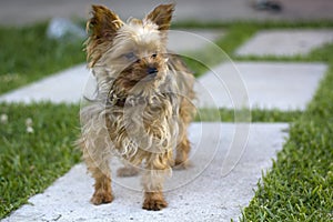 Yorkshire terrier portrait