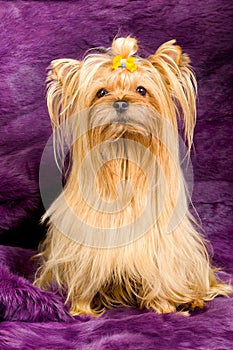 Yorkshire Terrier portrait