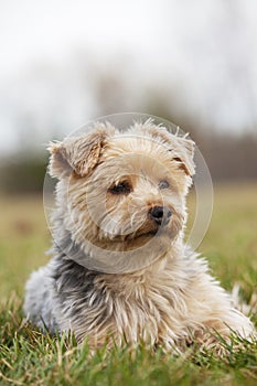 Yorkshire terrier Portrait