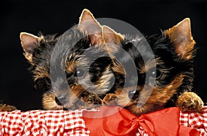 Yorkshire Terrier, Portrait of Puppies against Black Background