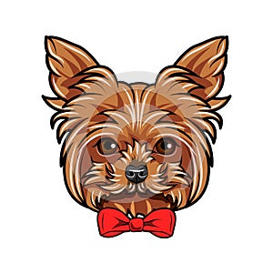 Yorkshire Terrier portrait. Red bow. Dog head. Yorkshire terrier breed. Vector.
