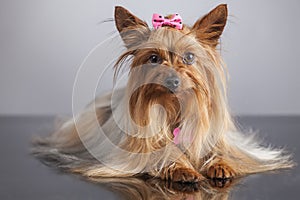 Yorkshire terrier portrait with relfection photo