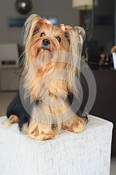 THE YORKSHIRE TERRIER