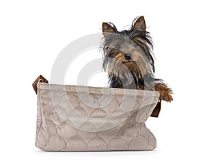 Yorkshire Terrier pup on white