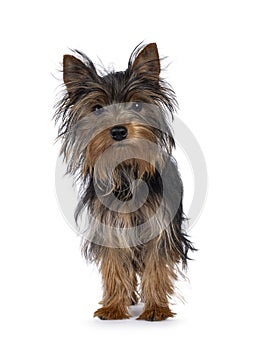 Yorkshire Terrier pup on white