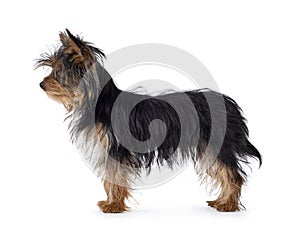 Yorkshire Terrier pup on white