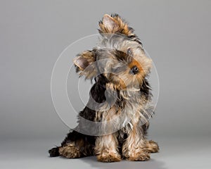 Yorkshire Terrier puppie