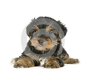 Yorkshire Terrier Puppies (1 month)