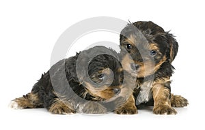 Yorkshire Terrier Puppies (1 month)