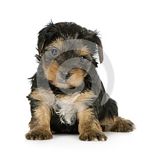 Yorkshire Terrier Puppies (1 month)