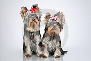 Yorkshire terrier puppies on grey background