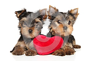 Yorkshire Terrier puppies with a red plush toy