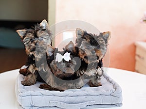 Yorkshire Terrier Puppies Sitting on a grey Pillow