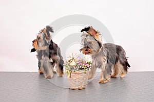Yorkshire Terrier puppies stand next to a basket of flowers after visiting a grooming salon