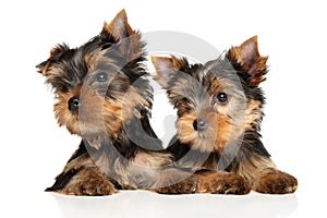 Yorkshire Terrier puppies on white background