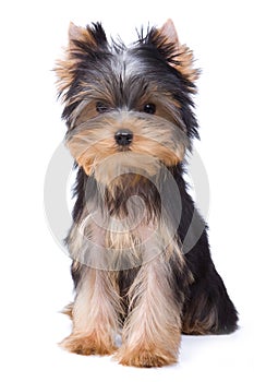 Yorkshire terrier puppy