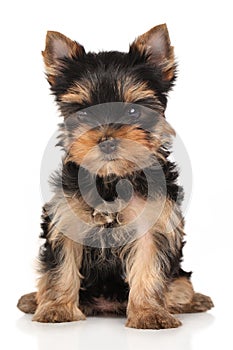 Yorkshire terrier puppy