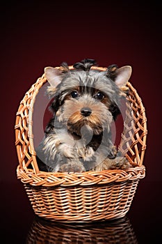 Yorkshire terrier puppy in basket