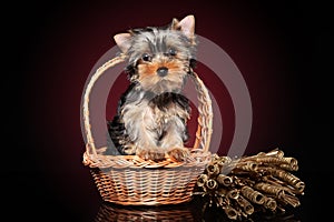 Yorkshire terrier puppy in basket