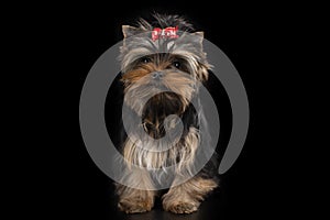 Yorkshire Terrier puppy on black isolated background