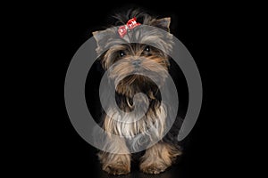 Yorkshire Terrier puppy on black isolated background