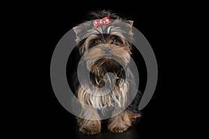 Yorkshire Terrier puppy on black isolated background