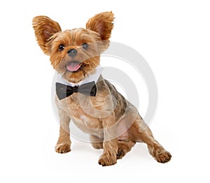 A Yorkshire Terrier Puppy with a Bow Tie