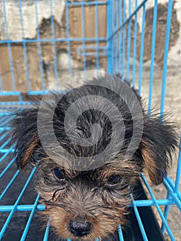 Yorkshire terrier puppy in a cage