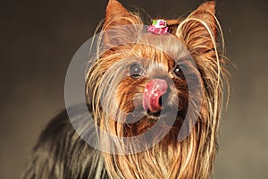 Yorkshire terrier puppy dog licking her nose and crawing treats