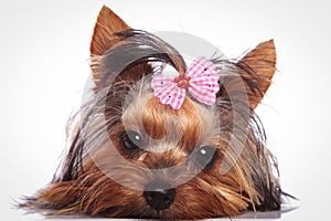 Yorkshire terrier puppy dog is lying down to rest