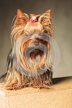 Yorkshire terrier puppy dog posing with eyes closed