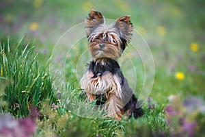 Yorkshire terrier puppy dog sitting in forest with tall grass in spring