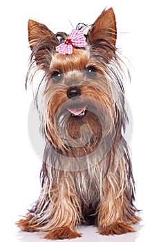 Yorkshire terrier puppy dog sitting and panting